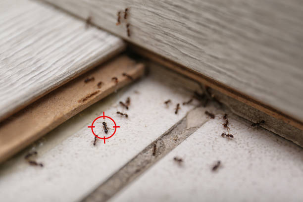Best Insect Control  in Lden, MA