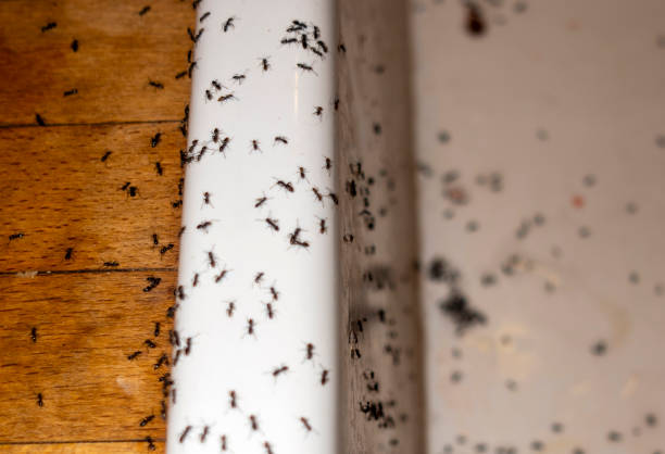 Best Wasp Removal Services  in Lden, MA