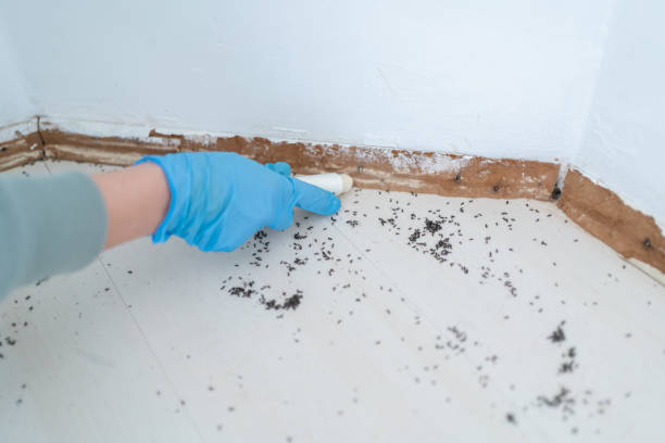 Best Affordable Pest Control Services  in Lden, MA
